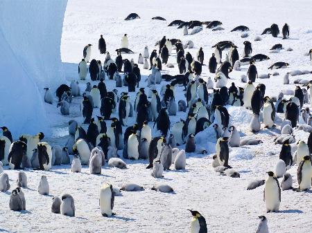 <p>　南極・ロスチャイルド島のコウテイペンギンの群れ。羽毛が灰色なのがひな（（Ｃ）Ｐｈｉｌｉｐ　Ｔｒａｔｈａｎ／ＩＵＣＮ提供）</p>