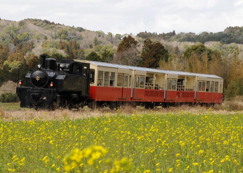 菜の花が咲き誇る里山を走る小湊鉄道のトロッコ列車＝３月、市原市