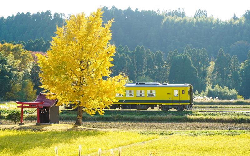 いすみ鉄道のイチョウが黄色に色づき、田園風景を走る黄色い列車とコラボレーション。日差しを浴びて黄葉が輝き、小さなほこらが木に寄り添う＝１８日、大多喜町