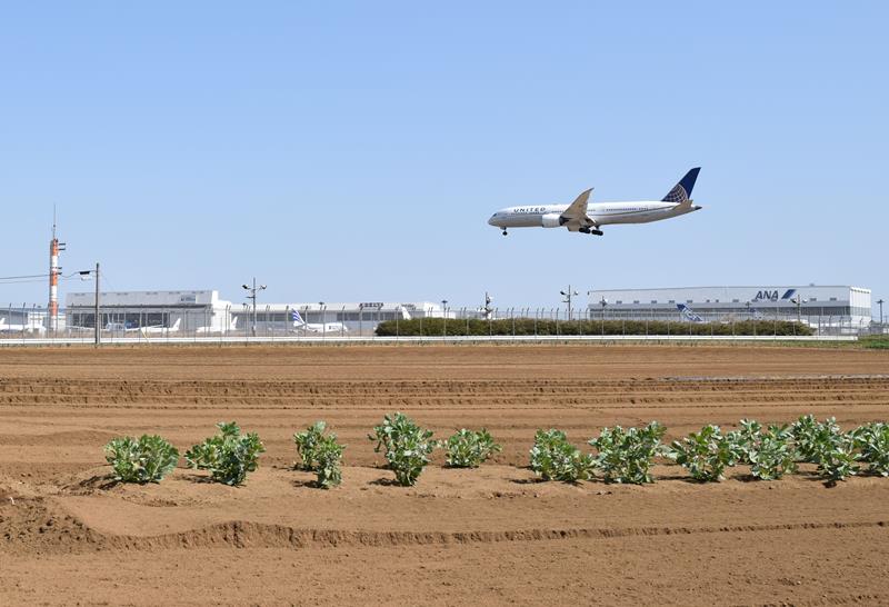 成田空港周辺には多くの農地が広がる＝芝山町