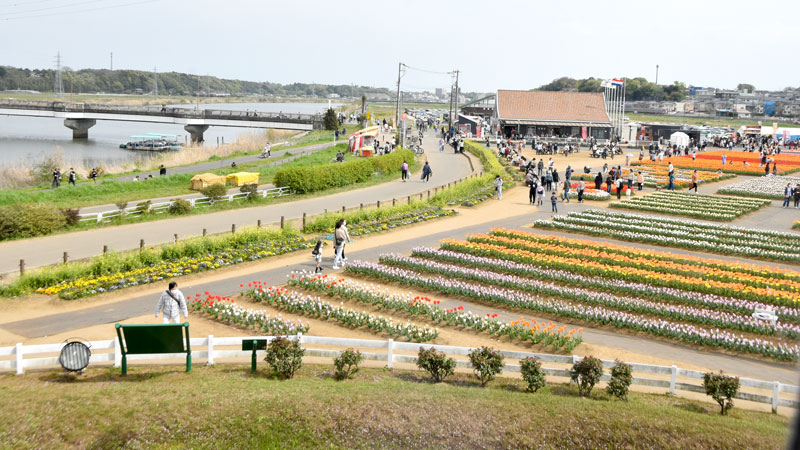 佐倉ふるさと広場で開催中のチューリップフェスタ。期間中は隣接する拡張用地を仮設駐車場としている。印旛沼から上流へ進むと市中心部の城下町地区にあたる＝佐倉市臼井田