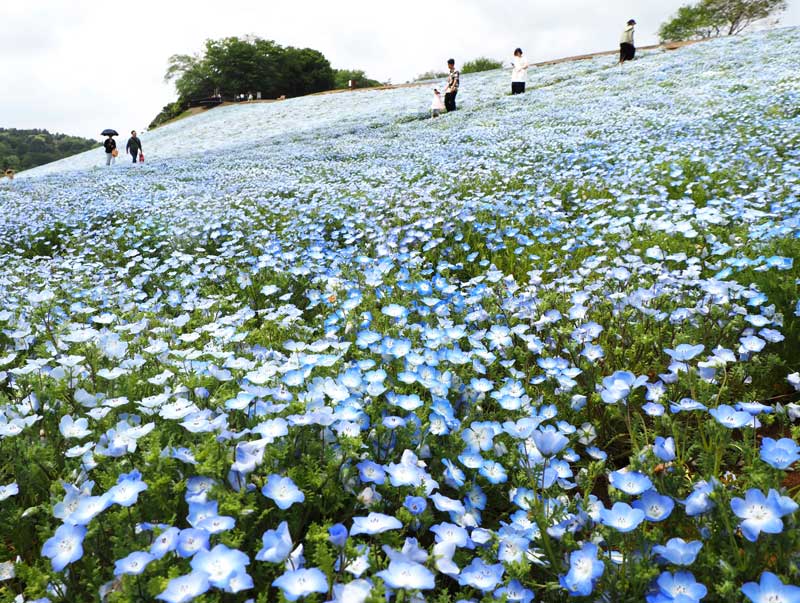 ネモフィラにびっしりと覆われた「彩りの丘」＝袖ケ浦市