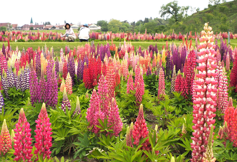 藤の花を逆さにしたようなカラフルなルピナス＝袖ケ浦市