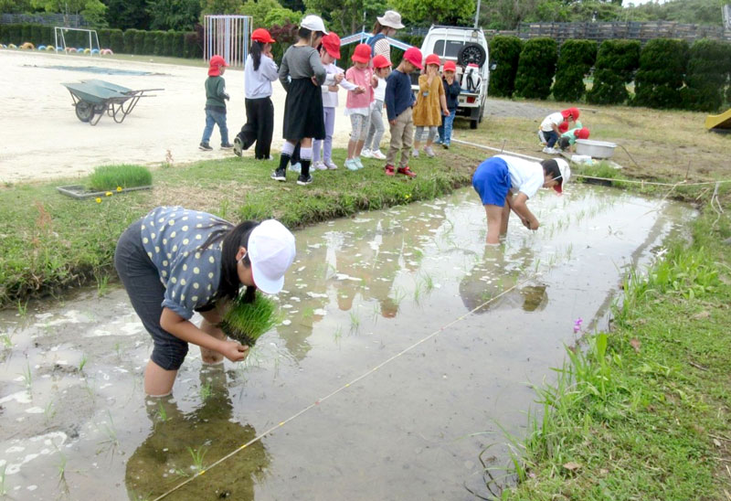 秋の実りを心待ちにしながら、田植えを行う米沢小５年の児童＝神崎町（同校提供）