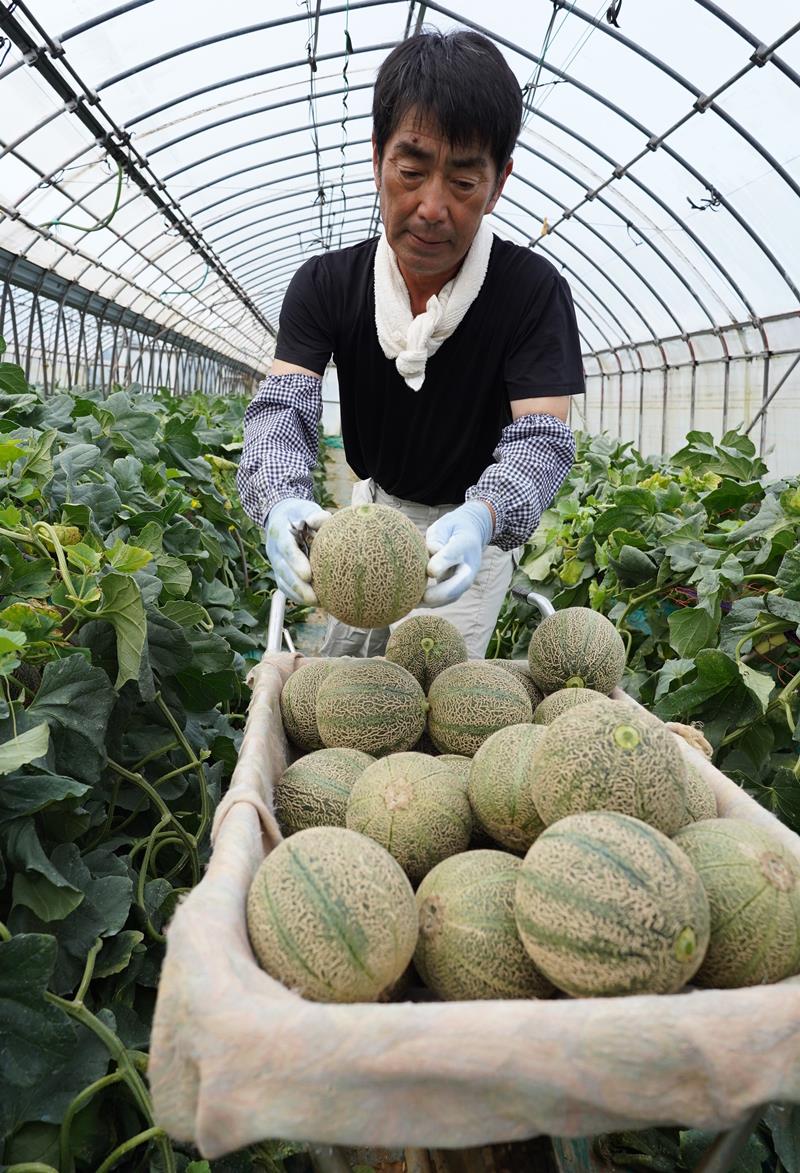編み目模様に縦じまが入ったアムスメロンを丁寧に収穫する生産者の多田和夫さん＝銚子市