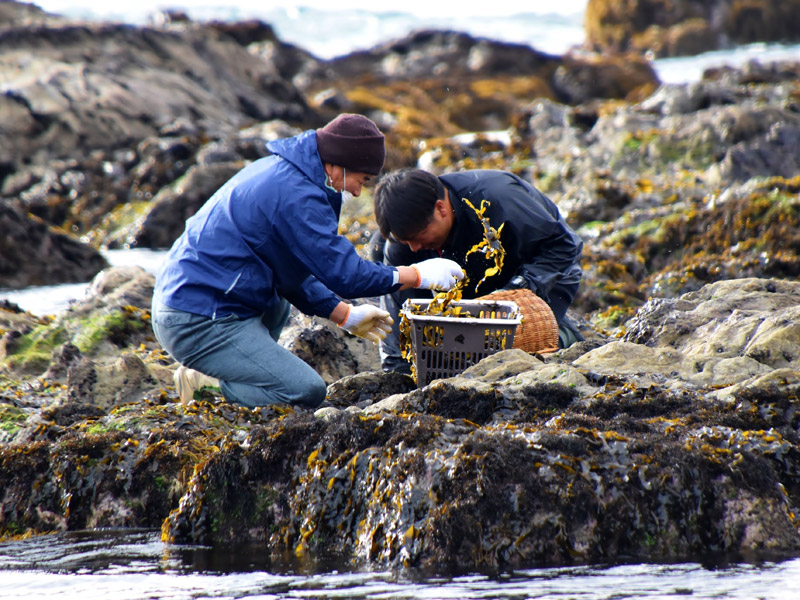 岩礁に付いたハバノリを摘み取る地元猟師ら＝２０２２年１月、鴨川市