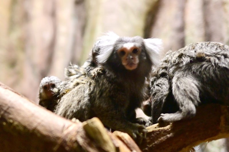 親の背中にしがみつくコモンマーモセットの3匹の赤ちゃん=4月29日、千葉市動物公園
