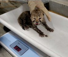 【写真複数あり】すくすく成長　チーターの赤ちゃん６頭、かわいらしい姿を特別公開！　千葉市動物公園