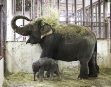 先月死んだアジアゾウ２頭、死因は腸炎の可能性　市原ぞうの国、「プーリー」と「ミニスター」悼み植樹