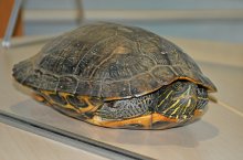 成田空港で珍事　滑走路にカメ出現、「空飛ぶウミガメ」など出発便５機遅れ　
