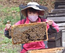 温暖な地域で越冬を　館山にミツバチ、東北地方から続々と