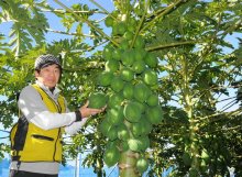 青パパイアで大臣認定　食べて健康、元気に美しく　合同会社カネタ　（市原市）【ちばの元気企業】