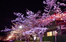 「東金桜まつり」中止　【コロナ関連情報】