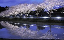 幻想的…水鏡に夜桜　 田園地帯が薄ピンク色に　いすみ市札森地区で４月３日までライトアップ