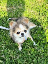 お散歩～立ち止まるワンちゃん　互いに絆を深め合う　堀田　素愛　【わんこのわ】（３６）