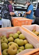 名産地・白井で梨出荷始動　みずみずしい「幸水」収穫、選果場へ次々　旬の季節到来で活気づく
