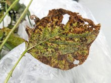 アズキさび病、千葉県内で初確認　周辺農地への拡大はなし　県北東部で