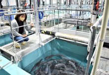 木更津産陸上養殖サーモン　ウクライナ情勢影響、国産注目　ＦＲＤジャパン全国にノウハウ共有へ 　【ＳＤＧｓちば】