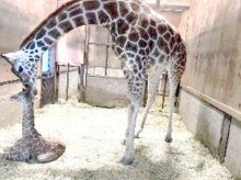 キリンの赤ちゃん誕生　節分生まれ「節子（せつこ）」　市原ぞうの国　千葉