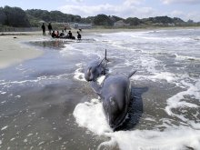 ＜一宮・いすみにイルカ３０頭打ち上げ＞水温、風向き原因か　専門家指摘　過去にも事例