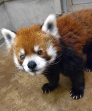 レッサーパンダ風太２０歳　“お祝いイベント“続々スタート　写真展やＣＦ、当日はセレモニー　千葉市動物公園