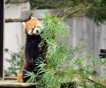 繁殖貢献、家族は８０匹　絶滅危惧種、身近な存在へ　「種の保存考える契機に」　【千葉市動物公園の“立”役者　レッサーパンダ風太２０歳】（中）