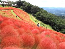 ひと足早い秋色風情　コキアが紅葉期　富津・マザー牧場　２０日すぎには丘一面真っ赤に