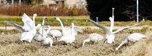 冬の使者、コハクチョウ飛来　いすみの田んぼで餌探し