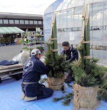 新年の客迎える門松　「植木のまち」造園業者協力　東金　道の駅「みのりの郷」　【師走スケッチ２０２３】