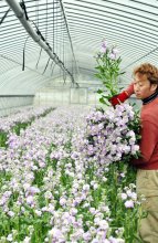 春へと続く「ストック」出荷　甘い香り、色も多様　特産地の館山・神戸地区