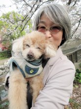 ２０歳の超高齢！トイプードル「パル」　今日も元気に散歩、近所のアイドル　人間なら１００歳　市川