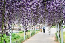 紫色のシャワー　水郷彩る藤の花　香取・あやめパーク