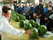 初夏感じる富里スイカ　甘み強く、香り際立ち　出荷始まる