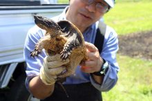 カミツキガメ根絶へ捕獲事業スタート　印旛沼流域　特定外来生物、かまれると大けがも