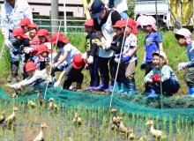 給食のお米、アイガモが守る　園児２５人放鳥、働き学ぶ　長生村