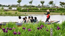 「あやめ祭り」開幕　初夏告げるハナショウブ　香取佐原、６月上旬見頃
