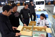 飯岡特産メロン、今年も太鼓判　旭で初出荷　初夏の味もうすぐ本格化