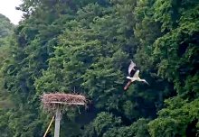野田の野外繁殖コウノトリ　２羽目「だん」も巣立つ