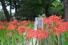 心と体癒やす深紅の花々　八千代で「彼岸花まつり」　２９日まで