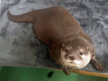 ツツジとジーノ仲間入り　繁殖目的で来園　市川市動植物園　「流しカワウソ」復活期待