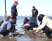 潮干狩りも春本番へ　木更津で４海岸オープン、２９日に