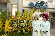 五感で植物の魅力体感　ＢＯＴＡＮＩＣＡ　ＭＵＳＥＵＭ　千葉市花の美術館がリニューアル