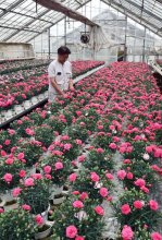 地元の花で母に感謝を　カーネーション栽培ピーク　船橋の花卉農家