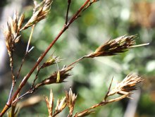 なぜ？１２０年の周期で咲くレアな花　独特すぎる植物「黒竹」とは　【急上昇ニュースのウラ】