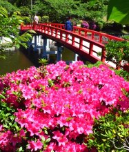 ツツジとアーチ橋“共演”　鮮やか赤、白、ピンク　茂原公園