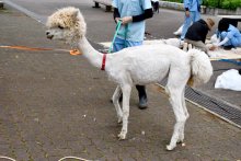 スッキリ！夏の装い　市川市動植物園　アルパカ毛刈り