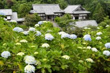 麻綿原ブルー染まる　アジサイ２万株、７月見頃　大多喜の妙法生寺
