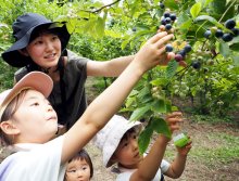 夏の味覚、その場で満喫　観光ブルーベリー一斉開園　木更津