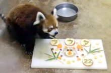 風太２２歳の誕生日　特製ケーキでお祝い　愛らしい姿にファン歓声　千葉市動物公園