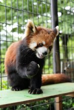 レッサーパンダ「ムギ」天国へ　１０歳、多くのファンに親しまれ　市川市動植物園